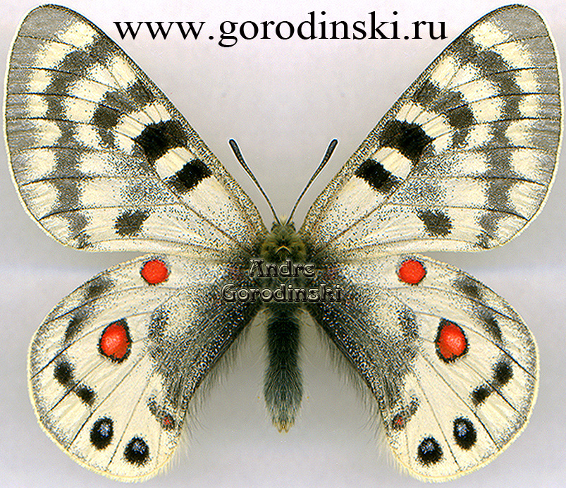 http://www.gorodinski.ru/papilionidae/Parnassius maximinus maximinus.jpg